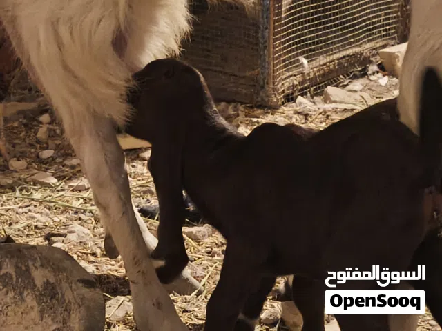 صخله ذروبه افغاني خشنه وراها ثلاث توم مكاني بصره كرمت علي