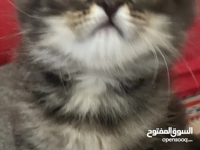 للبيع ذكر شانشيلا مكس