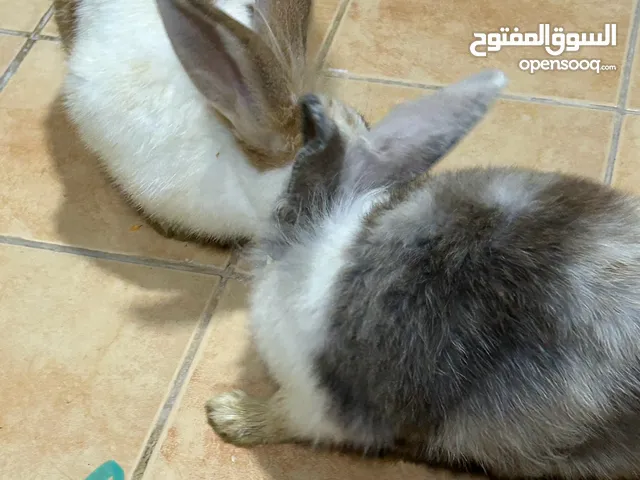 Bunnies for free adoption