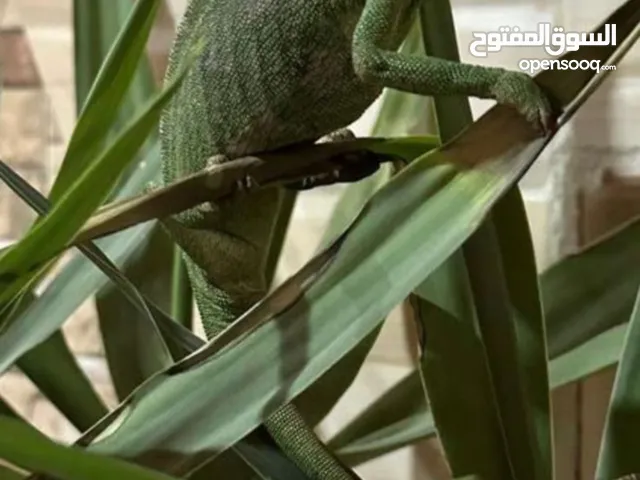 حرباي حجم جامبوا. اليفه جدا. ترببه مزرعه بحاله صحيه ممتازه. واليفه جدا ع الاطفال ومفيده جدا للزريعه