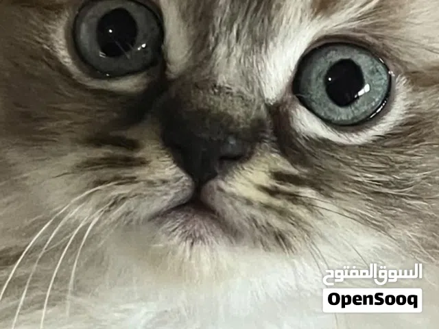 كتن للبيع العمر 50 يوم ذكور واناث هملايا عيون زرق في نوعين بلو بوينت وسيل بوينت