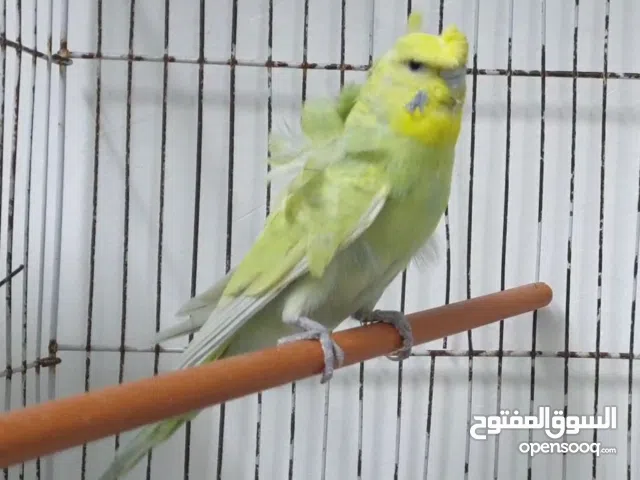 كوبية هوقورومو وردات فل  بسم الله ماشاء الله