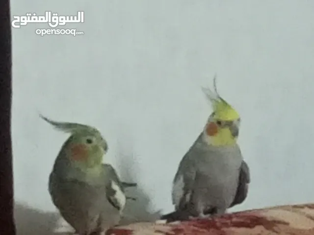 جوز كوكتيل مع قفصهم