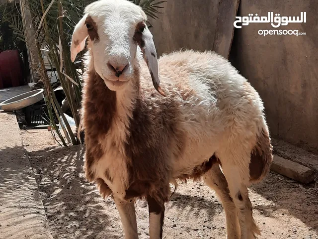 نعجه مال بيت سمينه وخير من الله وعلف براسه وصحاه فلو وشرط  سلم من كل عيب نعجه مال بيت