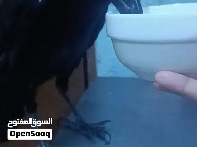 اقره الوصف