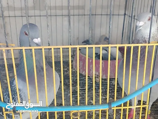 الخدمه التسوق