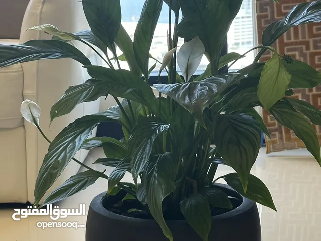 Indoor plant with cermaic pot for sale