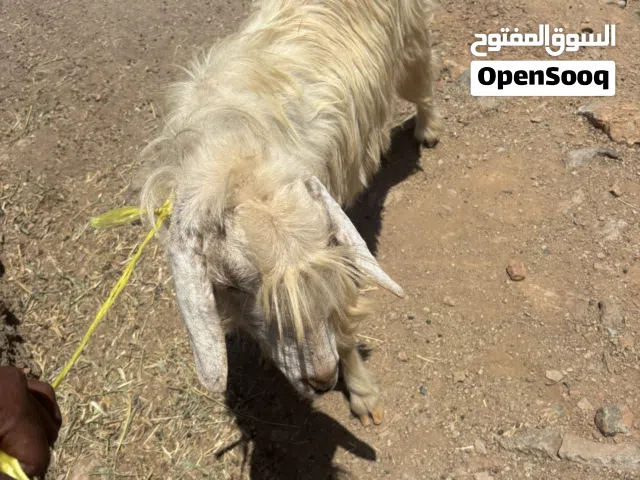 تيس لبيع عمره سنتين
