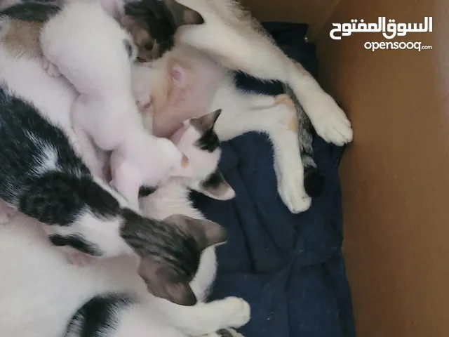 Free - 7 Adorable and Friendly Kittens (1 month old) and mother.