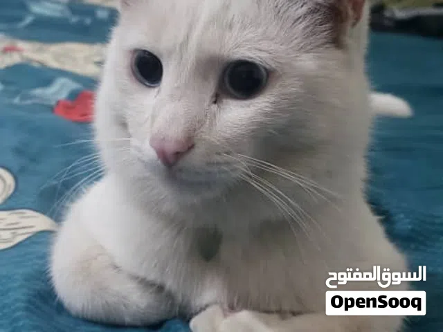 قط للبيع..الماني-من فصيلة الانغورا