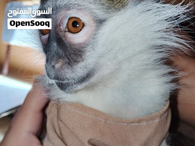 نسانس اعبلنجي