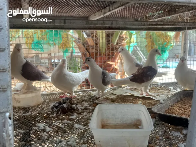 حمام سلاله طيبة الزوج ب10 ريال