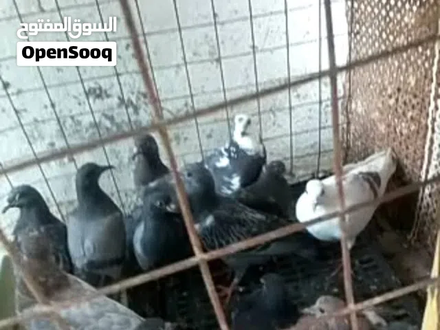 زغاليل للبيع