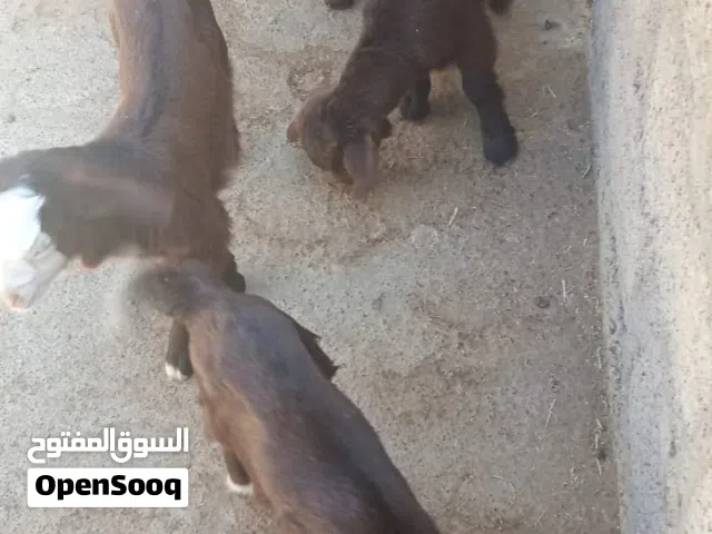 مراضيع للبيع يشربن حليب من الاغنام مذيار