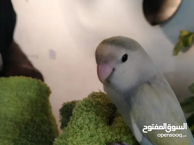 للبيع أنثى روز هولندي (حارة ومدافعة) - خيار المربين الأول لإنتاج بطل