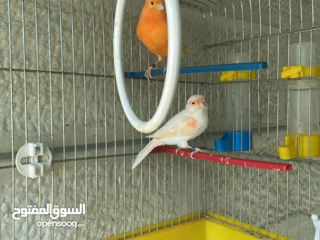 رد فاكتور مستوى عالي نظافه صحه صوت