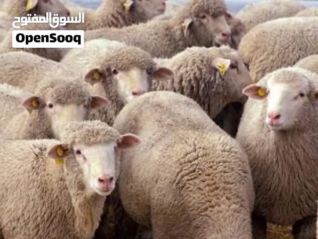 خدمة ذبح اضاحي متنقل لجميع مناطق عمان و ضواحيها