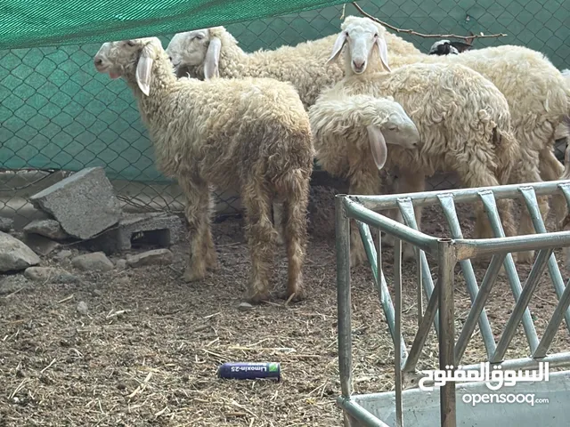 حملات مهجنات