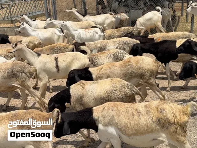 3 رواس ب 100 ريال فقط