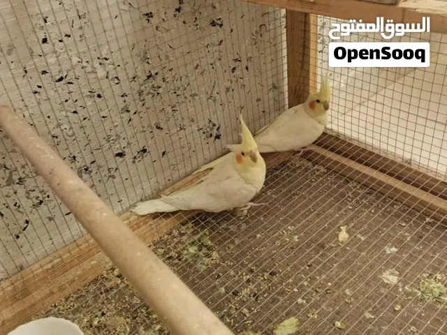 جوز كوكتيل جامبو للبيع