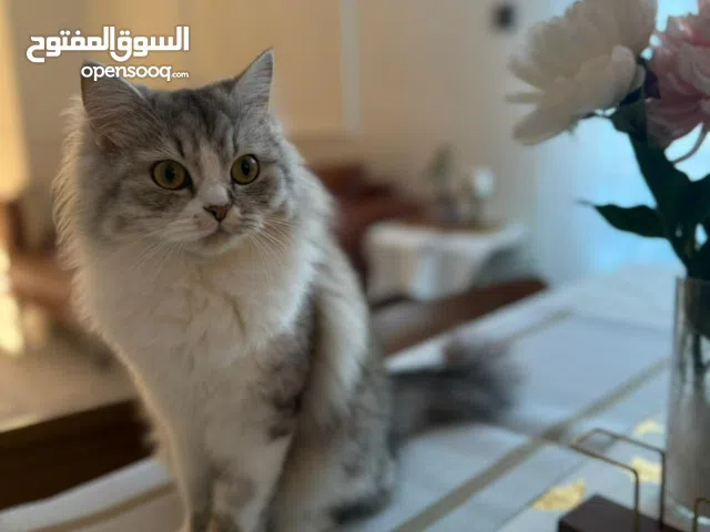 قطه شيرازيه أنثى عمرها سنه معها جميع مستلزماتها من ليتر بوكس و صندوق اكلها و قفصها و سريرها