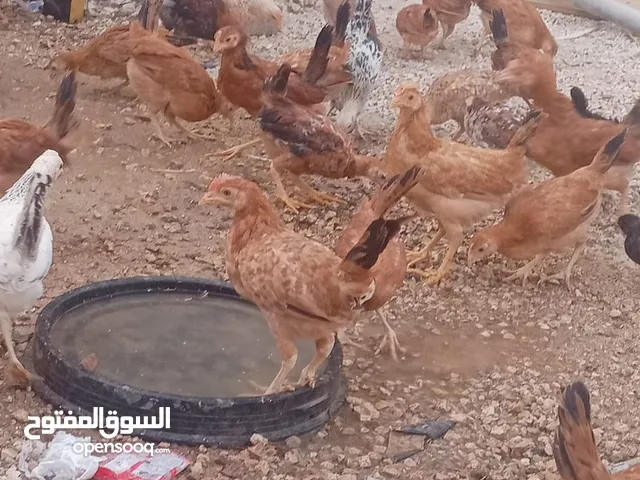 صوص بلدي عمر 75 يوم و 45 يوم