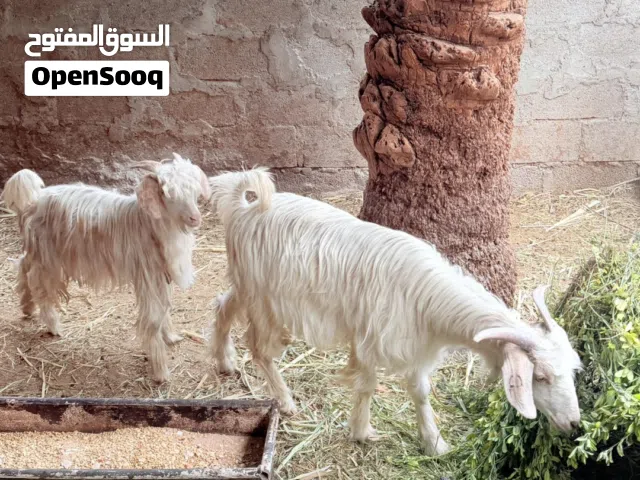 تيس مخصاي لعمر اكثر من سنة