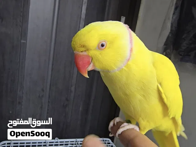 ببغاء دره لاتينو شوف الفيديو الأول على المملكة