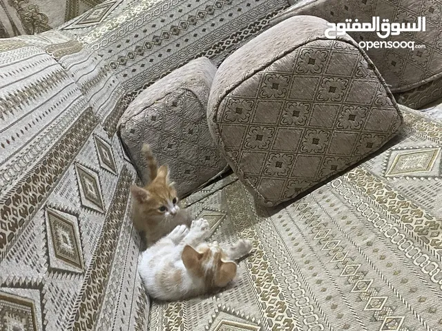 ذكر وانثه للبيع