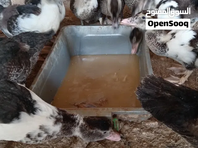 بط بلدي للبيع