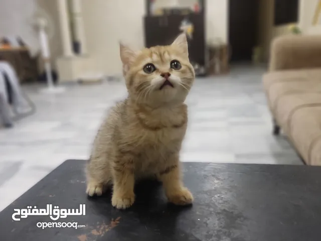 قطه سكوتش ستريت جولدن العمر 60 يوم نمر مصغر