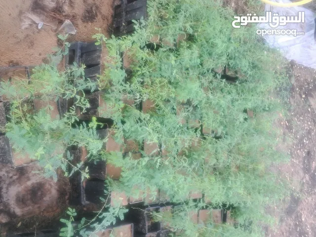 مراكن حديثه مع أكواب لزراعة الشتول تتكون من أربعين كوب