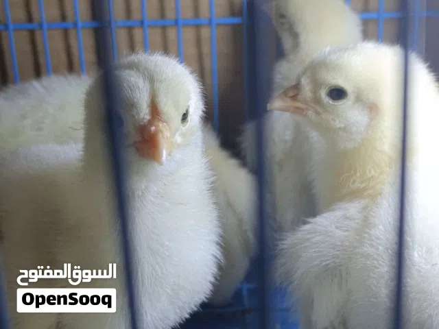 افراخ براهمه خط اول العمر اكثر من اسبوع