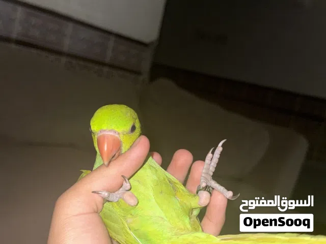 دره هنديه للبيع