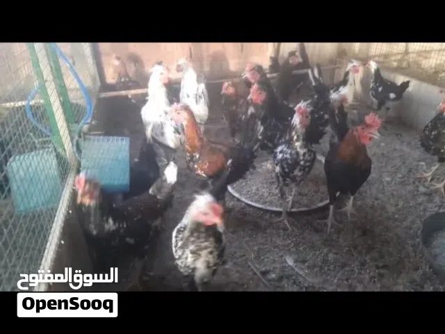 دياكة عربية