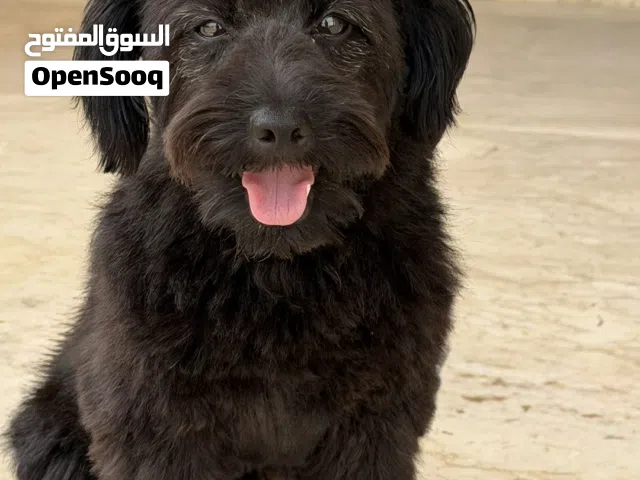 كلب poodle ذكر ، أليف ، يحب يلعب ، و يحب الأطفال مع كل تطعيماته و جوازه و المستلزمات كامله