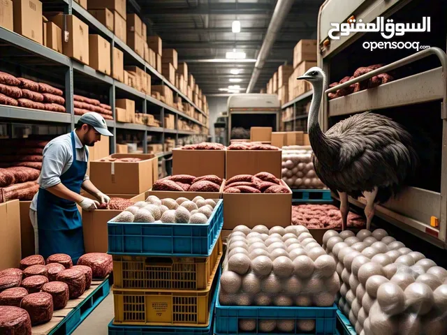 متاح برجر لحم نعام " تصدير "