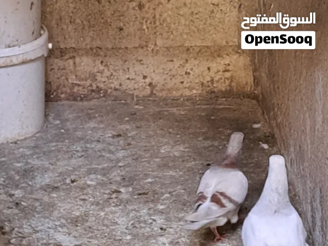جوز حمام للبيع