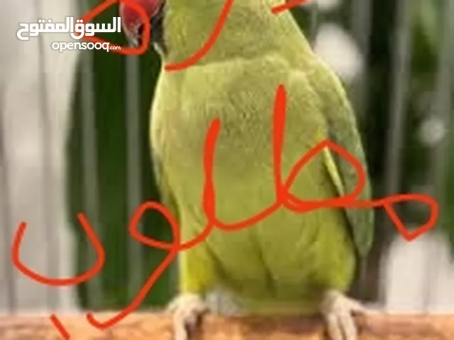 السلام عليكم مطلوب كوكتيلات عدد مفتوح درر كاسكو اشتري جميع طيور المتكلمه تحياتي للجميع وربي يحفضكم