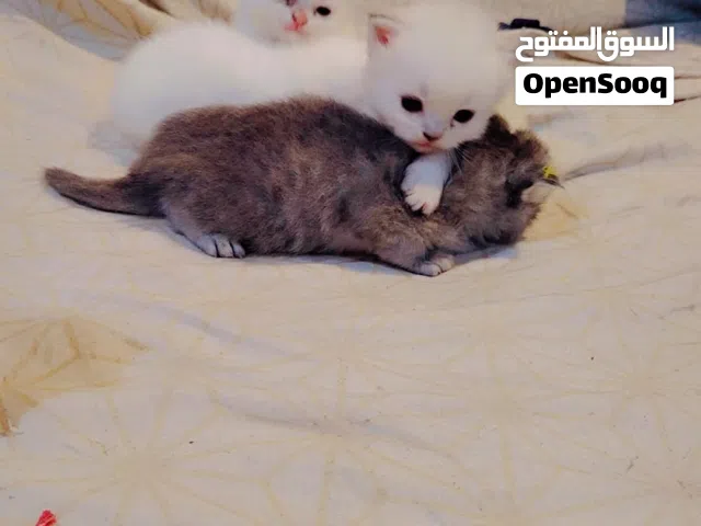 Persian cat