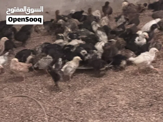 متوفر عتوق عمر شهر واسبوع