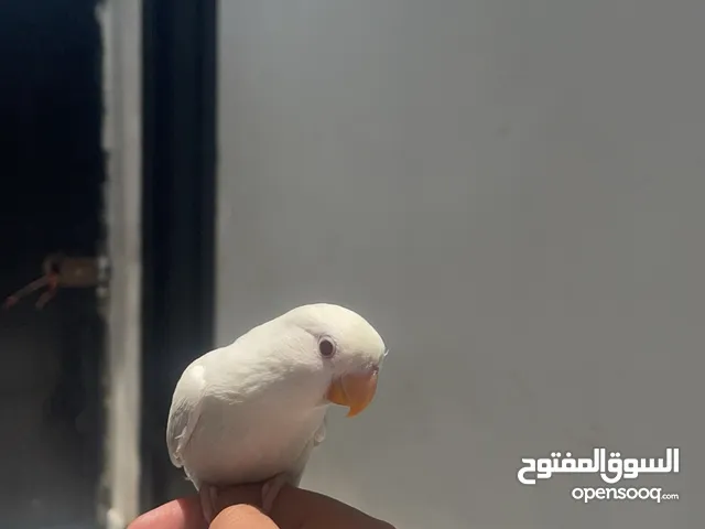 للبيع روز كلهم ربوه