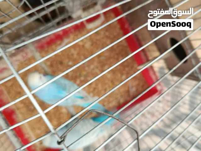 عصافير بقلينو تحتها فروخ