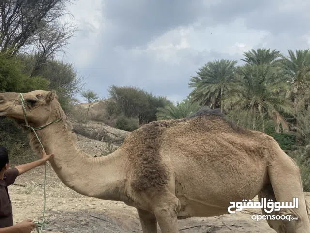 ناقة للبيع التفاصيل في الواتساب