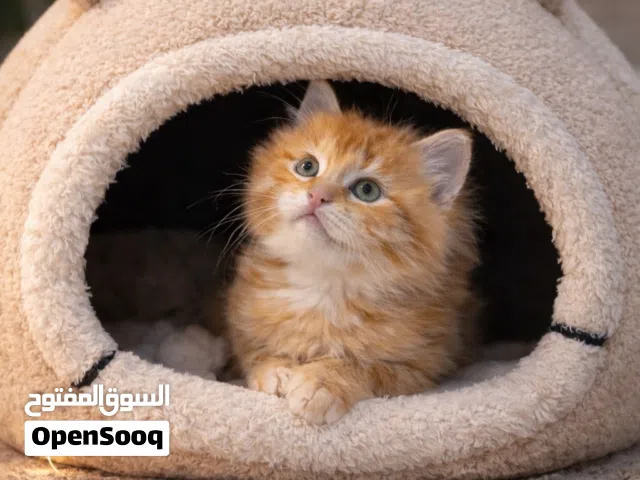 كيتن شيرازي غولد للبيع