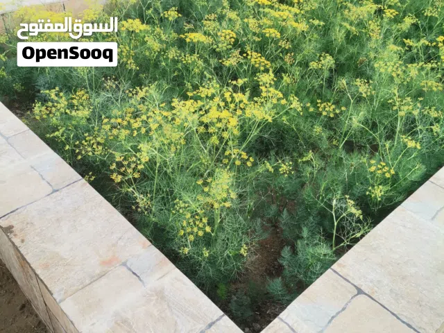 أشراف زراعي للمزارع و الاستراحات