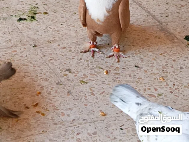متاح ثلث طواير