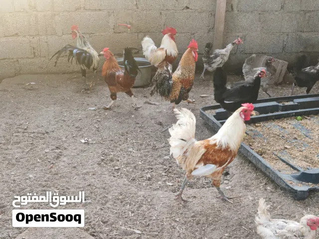 دجاج للبيع ذكور بسعر خيالي