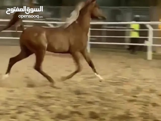 حصان عربي فرصه لمحبي الخيول