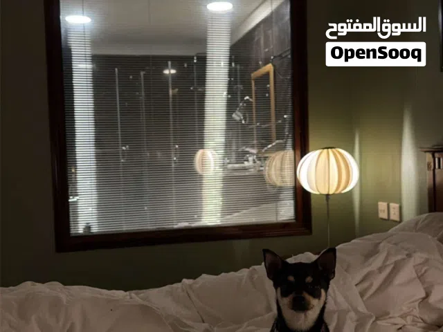 للبيع جيواوا العمر سنه